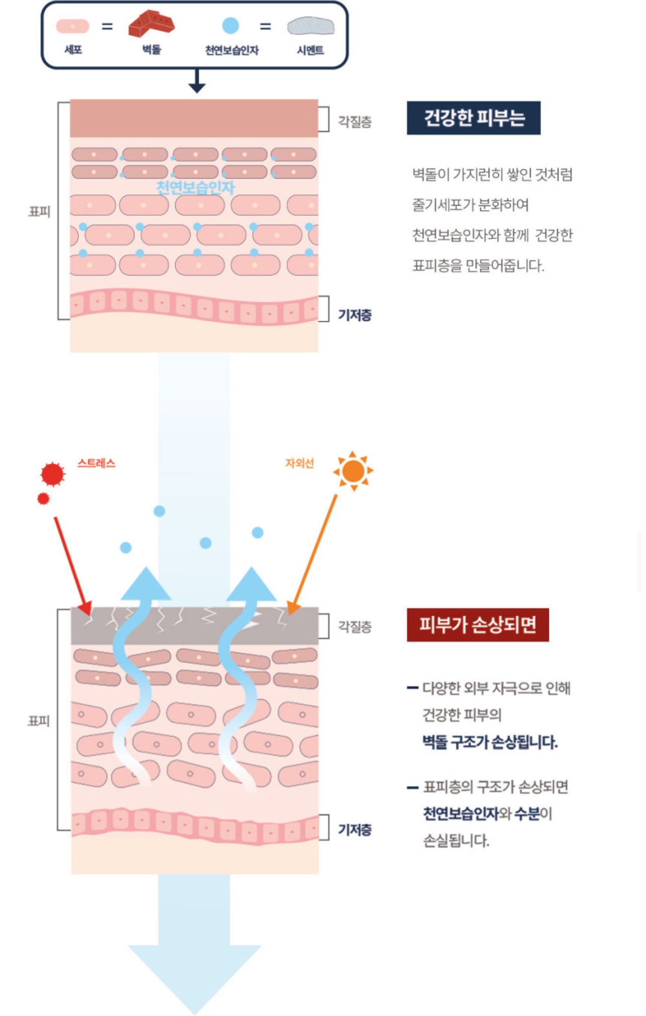 Dermal-care Stratum Basale Restoring Cream 더멀 리스토어링 크림 [50ml]