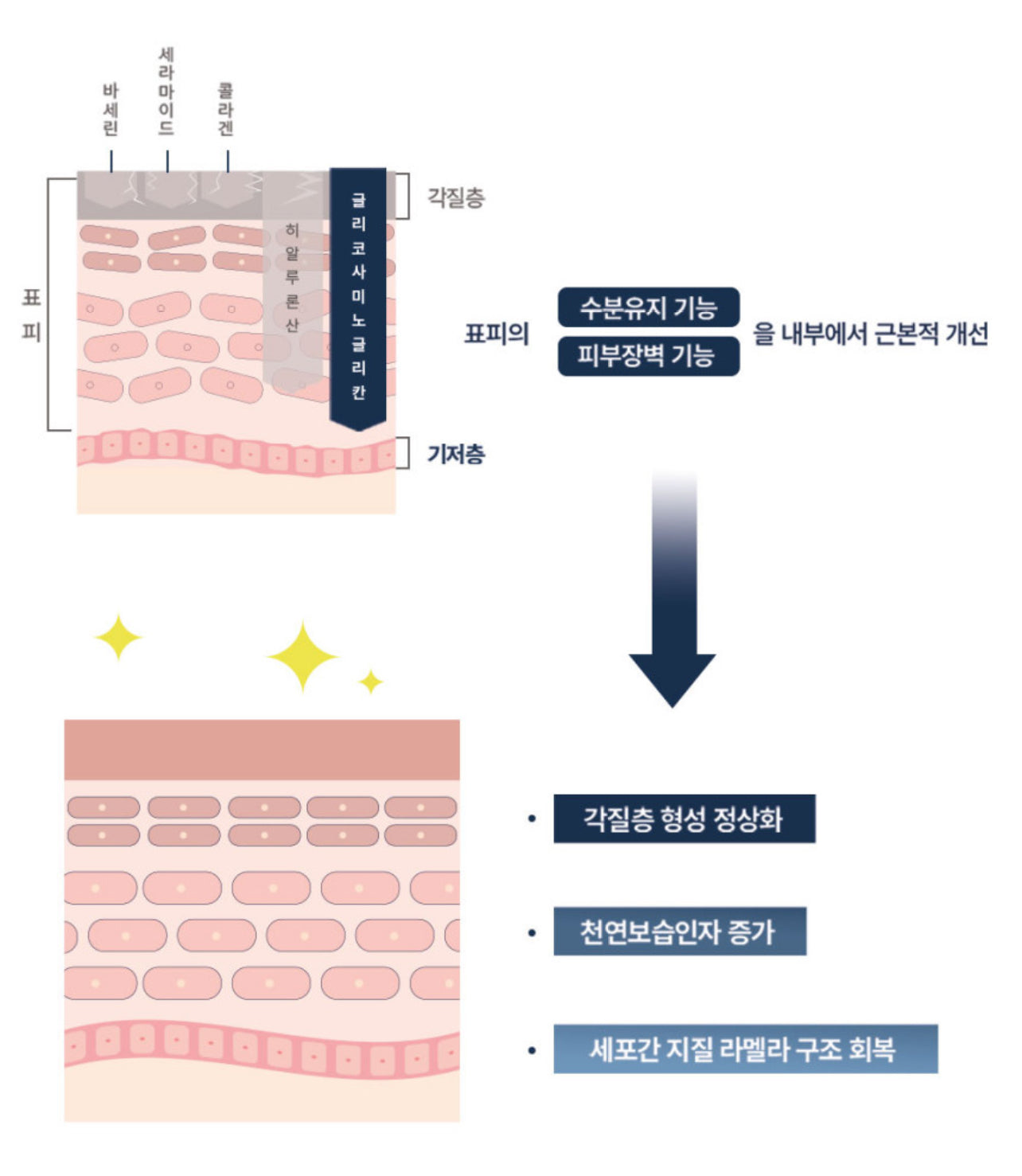 Dermal-care Stratum Basale Restoring Cream 더멀 리스토어링 크림 [50ml]